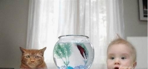 家庭养风水鱼